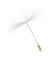 Detalhe Dente de Leão